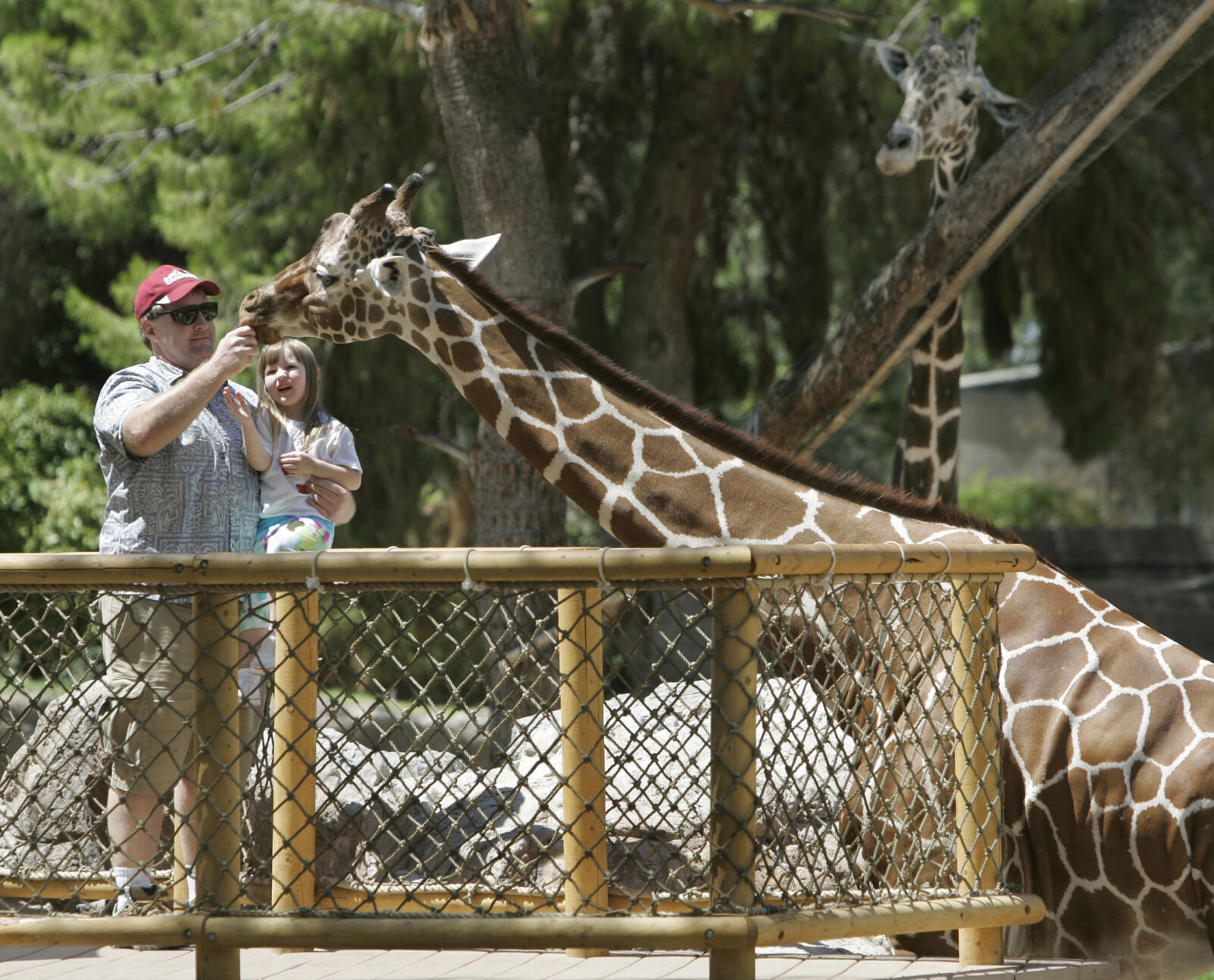 Danver, giraffe, Reid Park Zoo